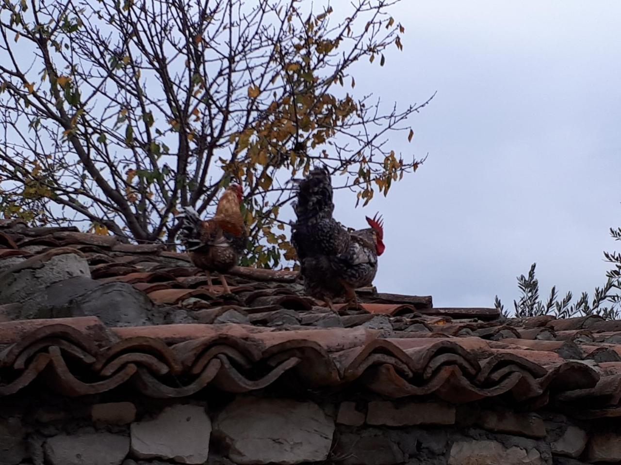 Hotel Omer The Ottoman House Berat Buitenkant foto